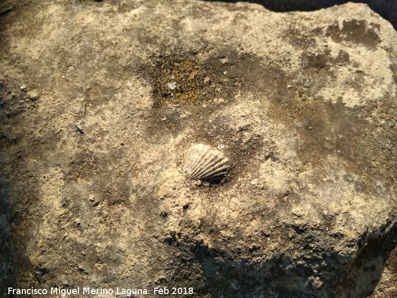 Medina Azahara - Medina Azahara. F�sil