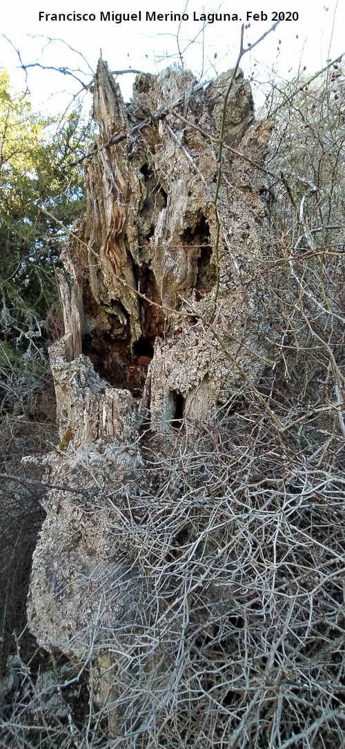 Tejeda de la Ca�ada de la Fuente - Tejeda de la Ca�ada de la Fuente. Tejo muerto