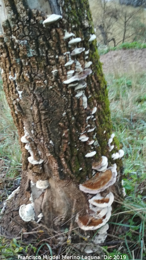 Yesquero del Pino - Yesquero del Pino. Cascada de la Cimbarra - Aldeaquemada