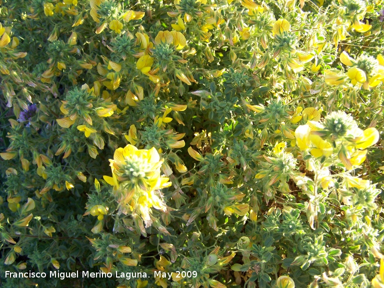 Pegamoscas - Pegamoscas. Los Ca�ones. Ja�n