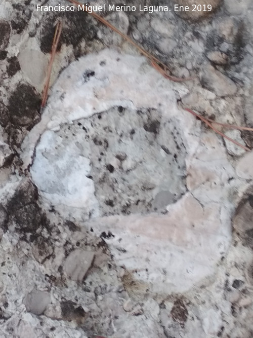 Losa de los F�siles de la Merced - Losa de los F�siles de la Merced. F�sil roto