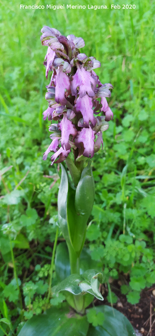 Orqu�dea gigante - Orqu�dea gigante. Cuatro Picos - Ja�n