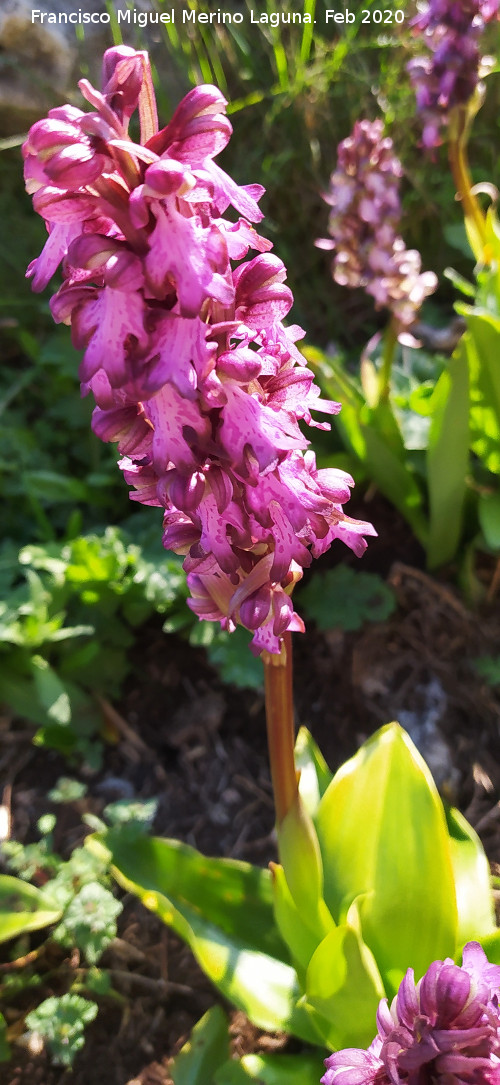 Orqu�dea gigante - Orqu�dea gigante. Pe�as de Castro - Ja�n