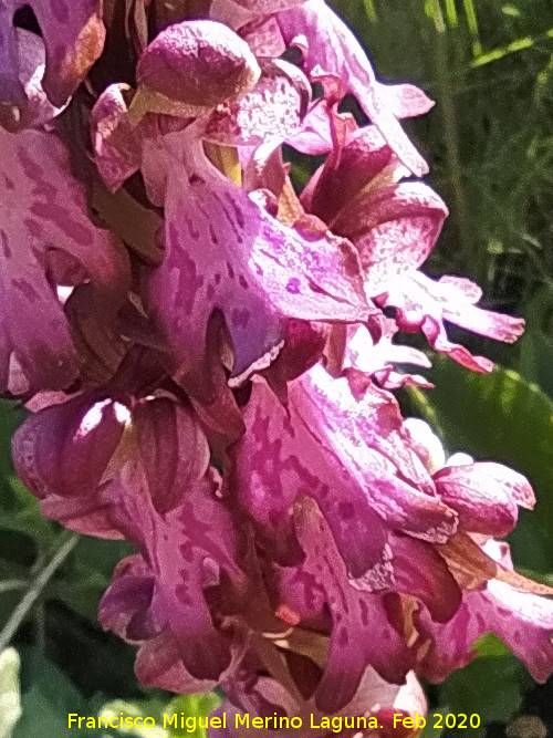 Orqu�dea gigante - Orqu�dea gigante. Flores. Pe�as de Castro - Ja�n