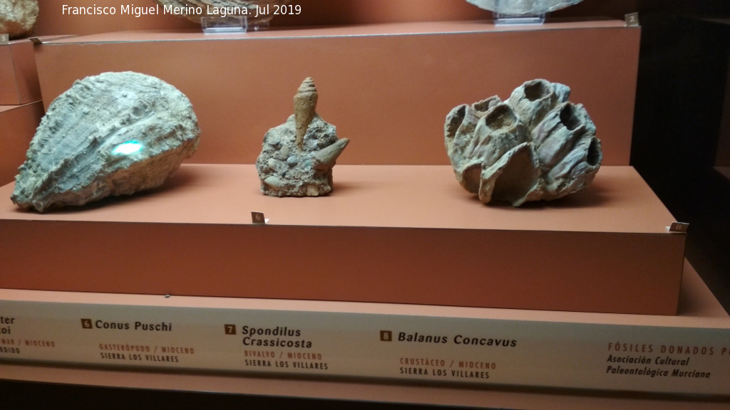 Centro de Visitantes La Luz - Centro de Visitantes La Luz. F�siles