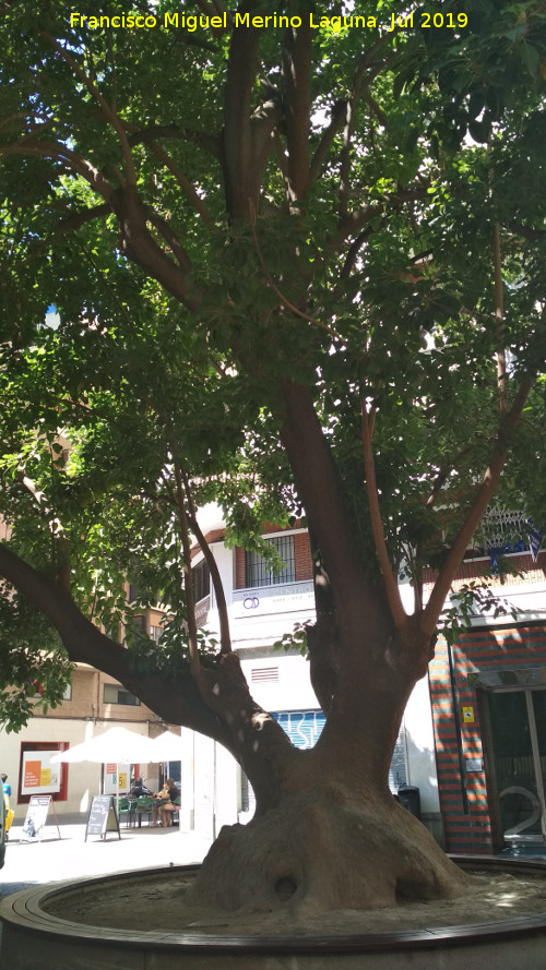 Omb� de la Plaza de San Bartolom� - Omb� de la Plaza de San Bartolom�. 