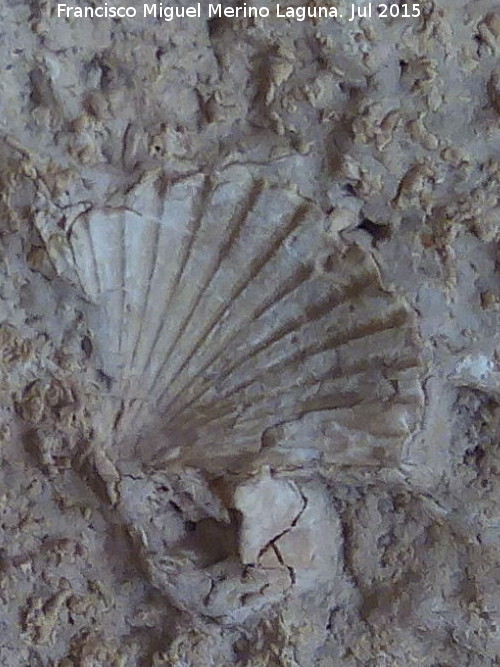 La Mota. Torre de la Campana - La Mota. Torre de la Campana. F�sil