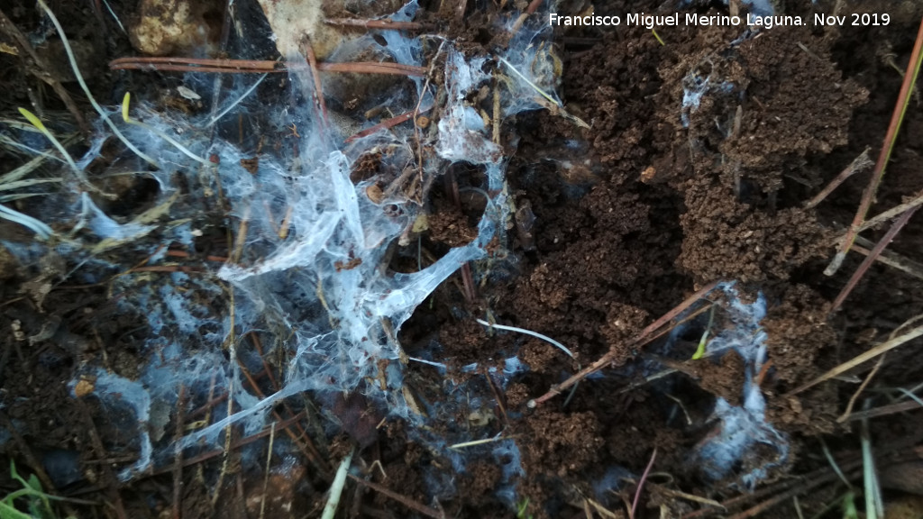 Micelio - Micelio. Cerro Miguelico - Torredelcampo