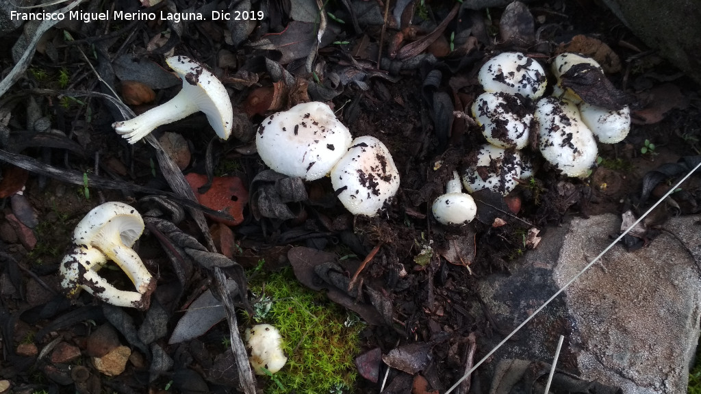 Hygrophorus chrysodon - Hygrophorus chrysodon. 