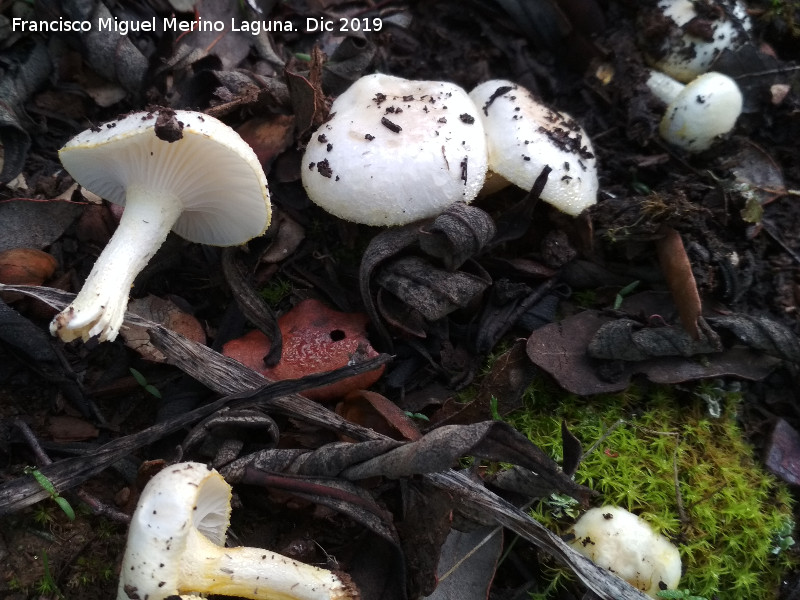 Hygrophorus chrysodon - Hygrophorus chrysodon. Cascada de la Cimbarra - Aldeaquemada