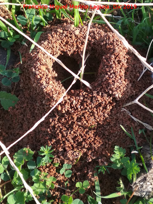 Hormiga Amarilla de los Prados - Hormiga Amarilla de los Prados. Hormiguero. Cerro de Santa Catalina - Ja�n