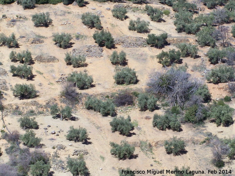 Castillo de Susana - Castillo de Susana. Restos de los antiguos bancales en el cerro de enfrente Chircales Bajos