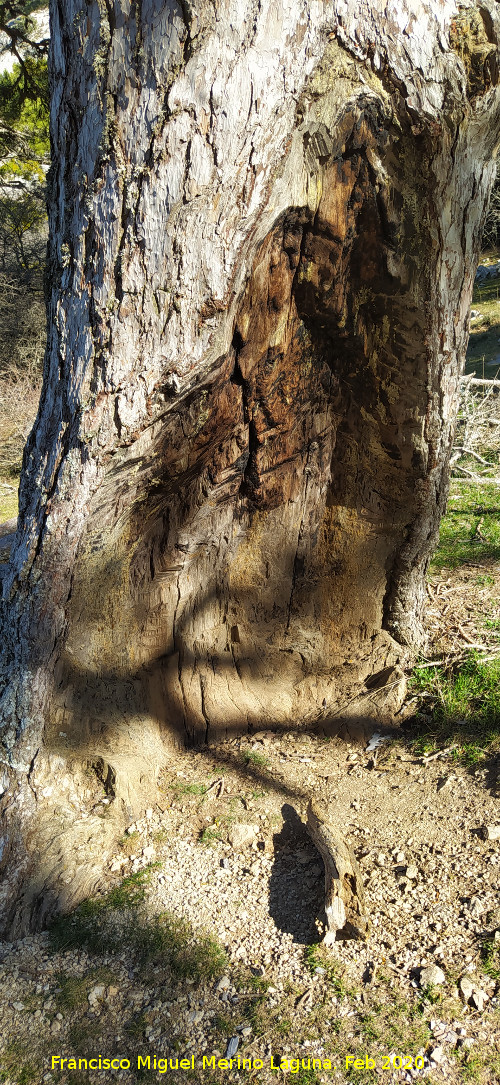 Pino del Resiego - Pino del Resiego. Resiego