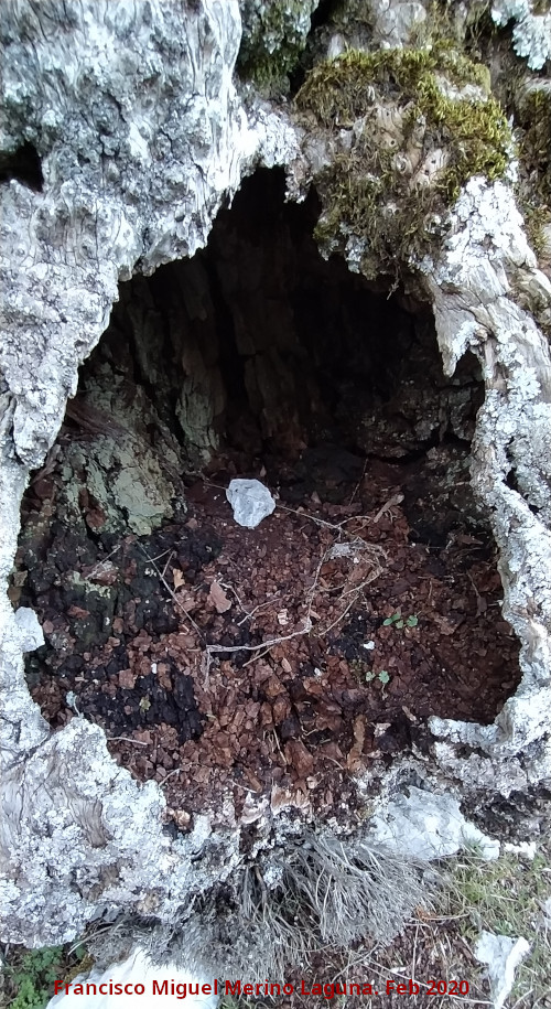 Tejo Botella - Tejo Botella. Hueco del tronco