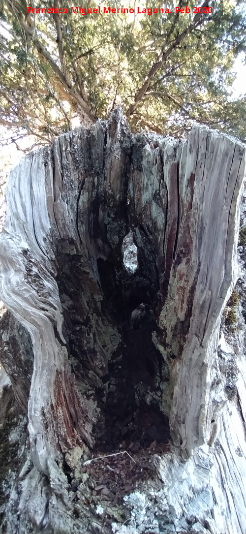 Tejo Botella - Tejo Botella. Rama partida