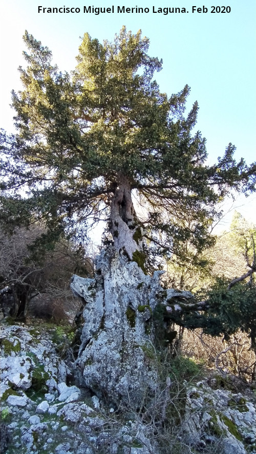 Tejo Botella - Tejo Botella. 