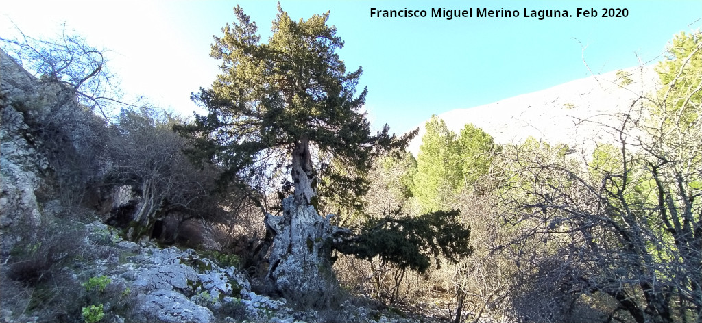 Tejo Botella - Tejo Botella. 
