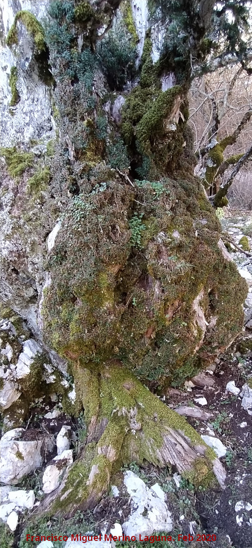 Tejo Botella - Tejo Botella. 