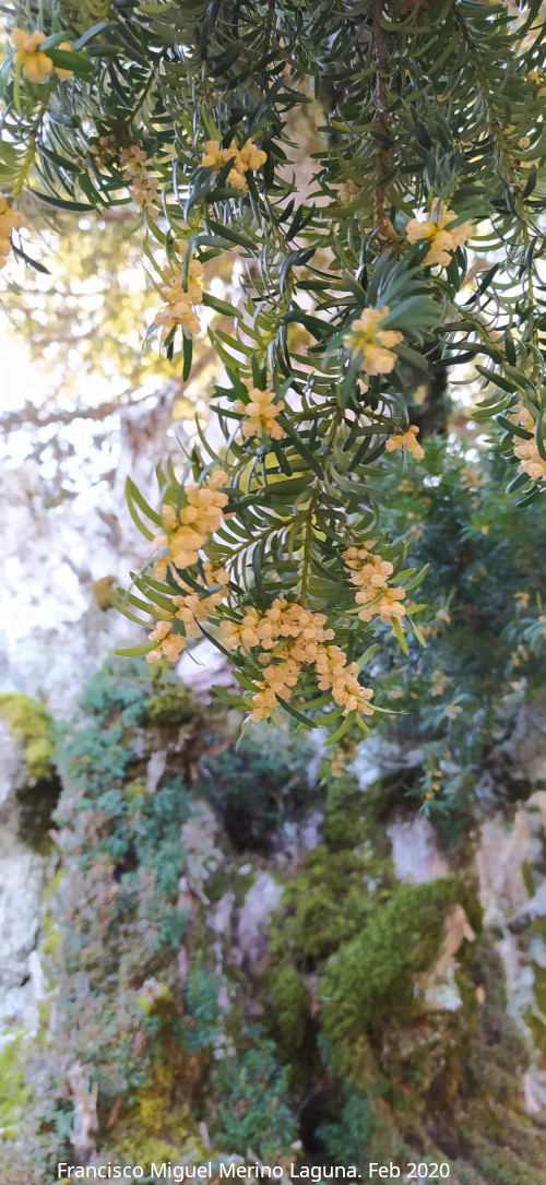 Tejo Botella - Tejo Botella. 