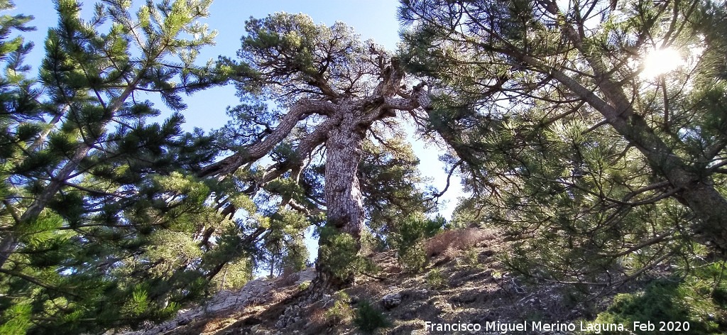 Pino del Tajo - Pino del Tajo. 