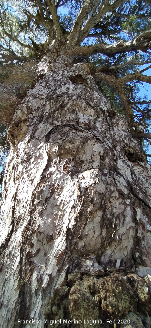 Pino Retorcido - Pino Retorcido. Tronco