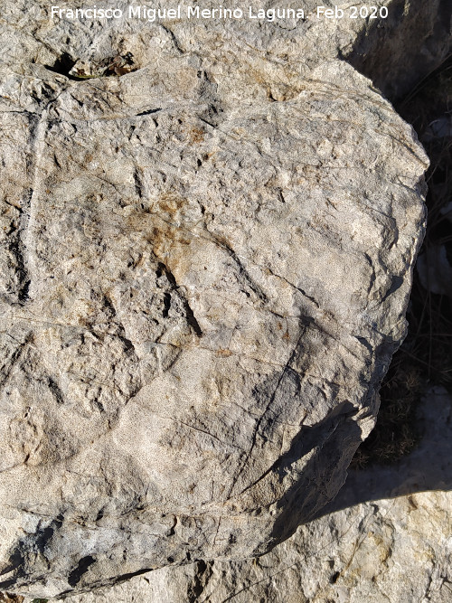 Grabado forestal de la Loma de Cagasebo - Grabado forestal de la Loma de Cagasebo. 