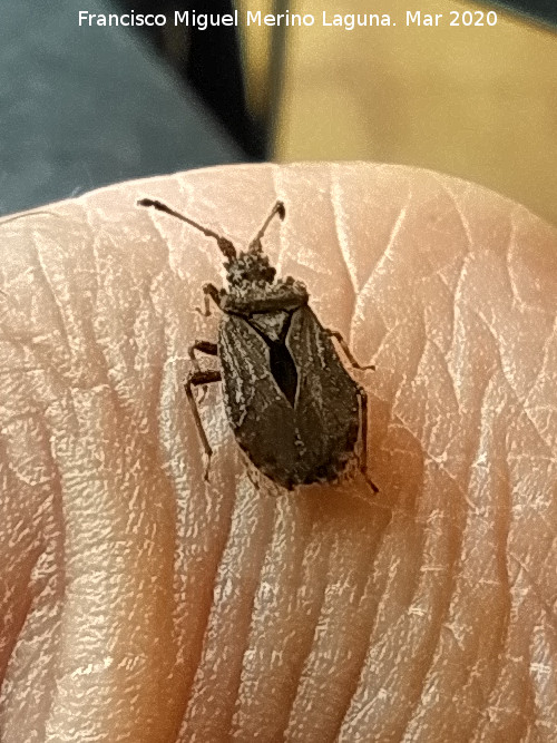 Chinche Arenocoris - Chinche Arenocoris. Los Villares