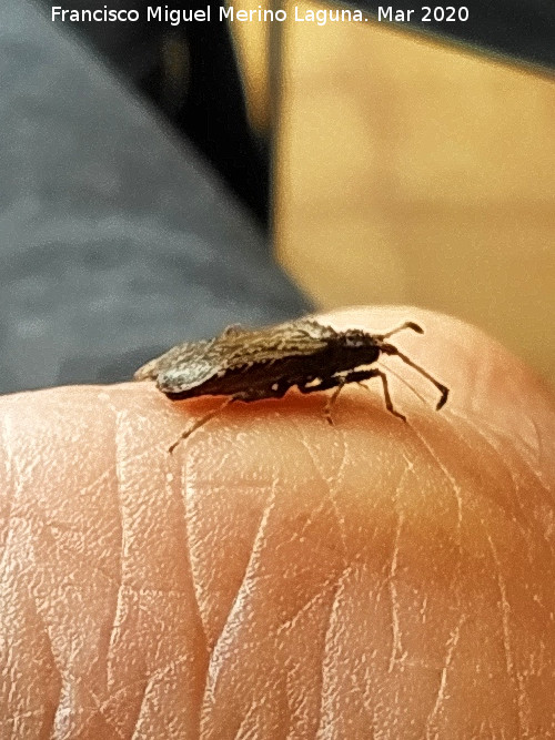 Chinche Arenocoris - Chinche Arenocoris. Los Villares