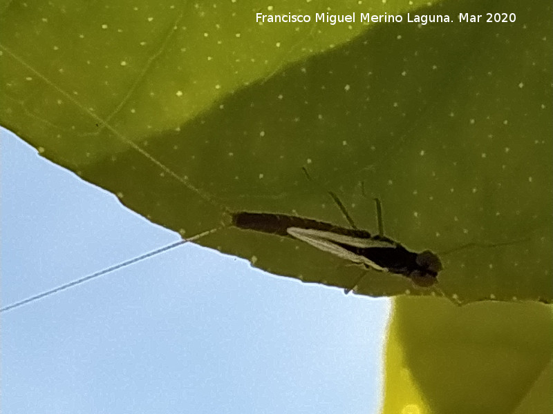 Ef�mera Centroptillum - Ef�mera Centroptillum. Los Villares