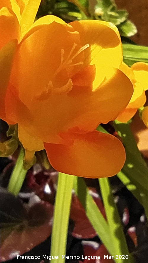 Fresia - Fresia. Los Villares