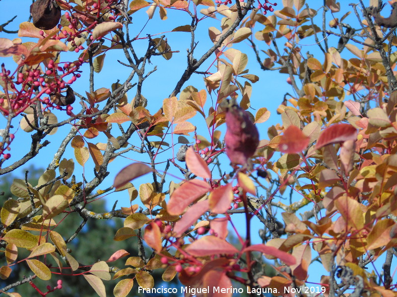 Cornicabra - Cornicabra. Ba�izuela - Torredelcampo