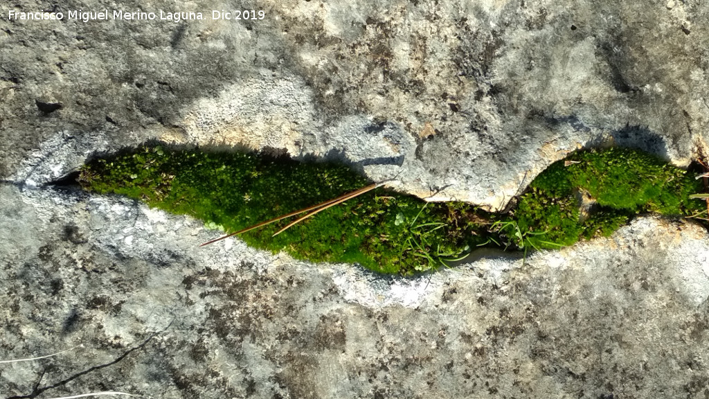 Musgo cefalozeila - Musgo cefalozeila. Cerro de Santa Catalina - Ja�n