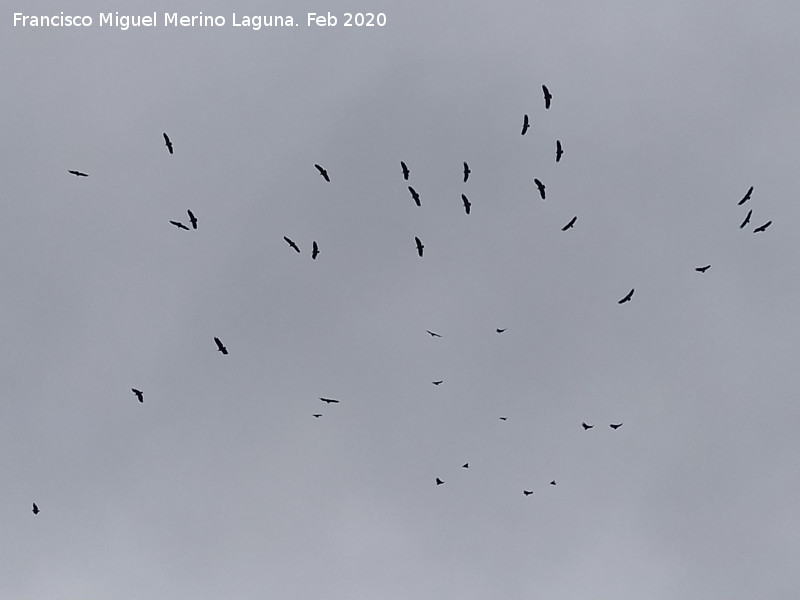 P�jaro Buitre leonado - P�jaro Buitre leonado. Cerro de la Caldera - Santisteban del Puerto