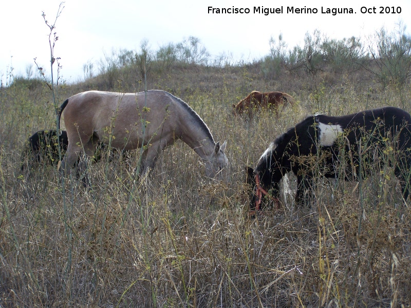 Caballo - Caballo. Alcaudete