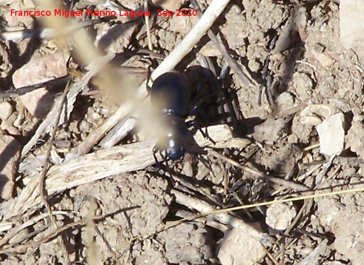 Escarabajo Tentyria - Escarabajo Tentyria. Pea de Martos - Martos