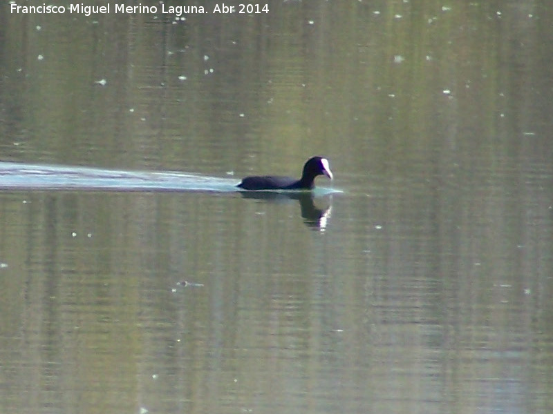 P�jaro Focha - P�jaro Focha. Laguna Grande - Baeza