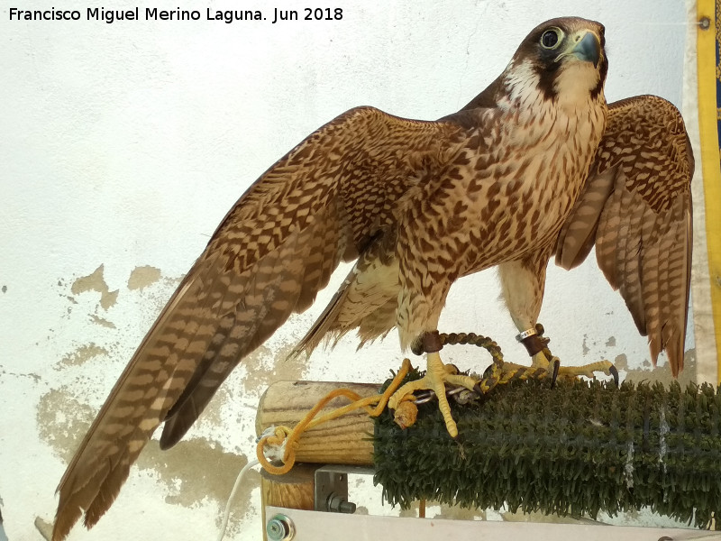 Pjaro Halcn peregrino - Pjaro Halcn peregrino. Navas de San Juan