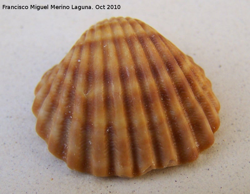 Almeja Cardites antiquata - Almeja Cardites antiquata. C�diz