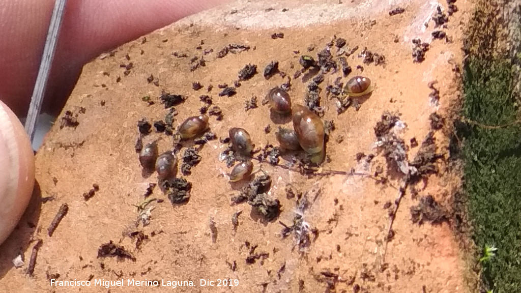 Caracola terrestre - Caracola terrestre. Cerro de Santa Catalina - Ja�n