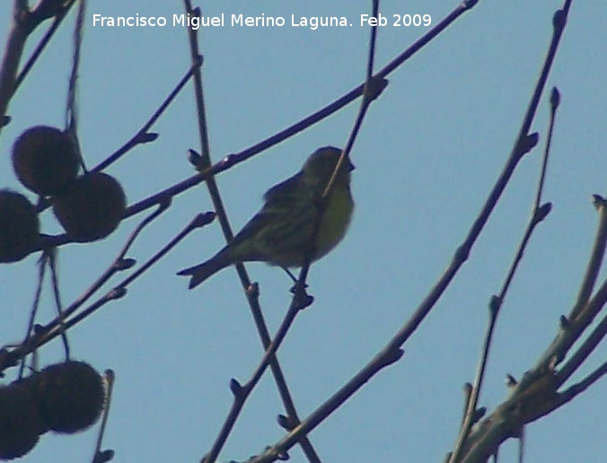 P�jaro Verdecillo - P�jaro Verdecillo. Linares