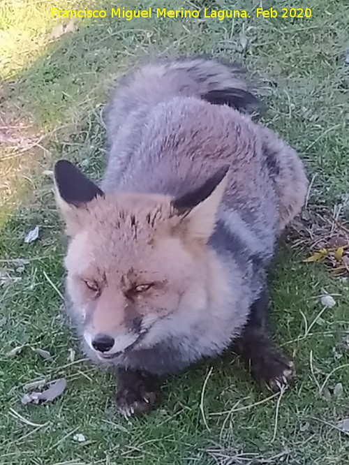 Zorro - Zorro. Camino del Poyo de las Palomas - Quesada