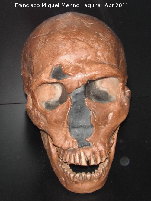 Homo neanderthalensis - Homo neanderthalensis. Reproduccin del crneo de la Ferrasie 1. Descubierto en la Dordoa Francia en 1929