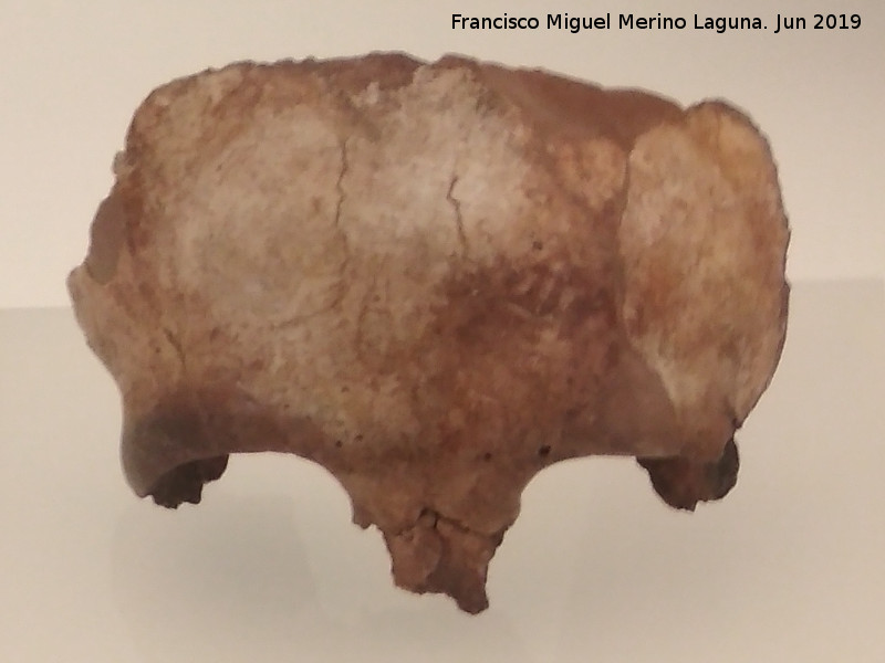 Homo neanderthalensis - Homo neanderthalensis. Cueva de la Carihuela - Par. Fragmento de frontal infantil de Neandertal de 75.000-70.000 a.C. Museo Arqueolgico de Granada