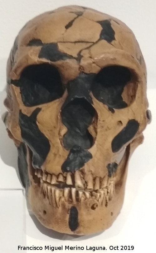 Homo neanderthalensis - Homo neanderthalensis. Reproduccin del crneo de la Ferrasie 1. Descubierto en la Dordoa Francia en 1929. Paleomgina - Bedmar