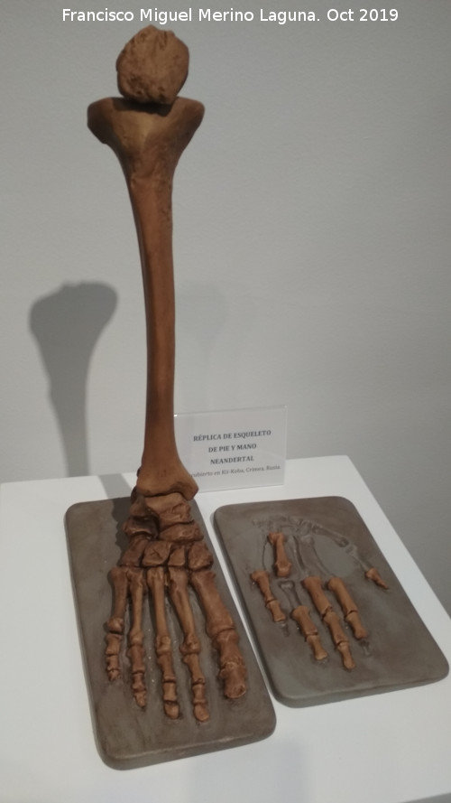 Homo neanderthalensis - Homo neanderthalensis. Reproduccin de pie y mano neandertal. Descubiertas en Kii-Koba, Crimea, Ucrania. Paleomgina - Bedmar