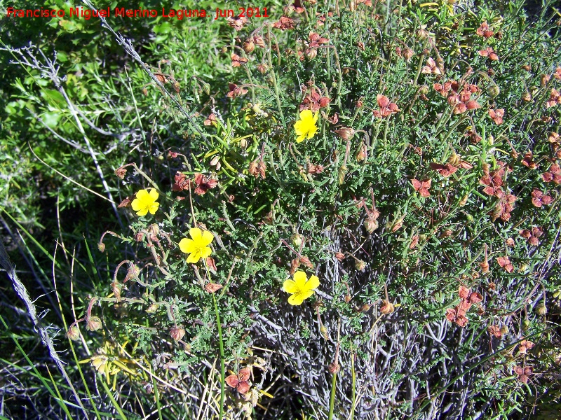 Esteperola - Esteperola. Cuatro Picos - Ja�n