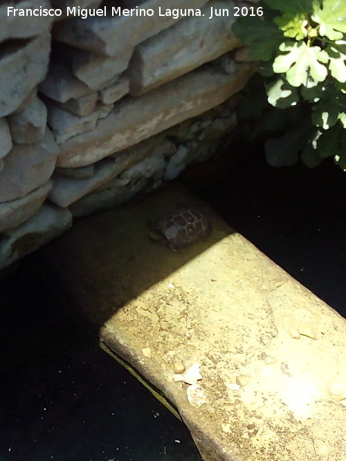 Aljibe del Comendador - Aljibe del Comendador. Gal�pago leproso descansando en su interior