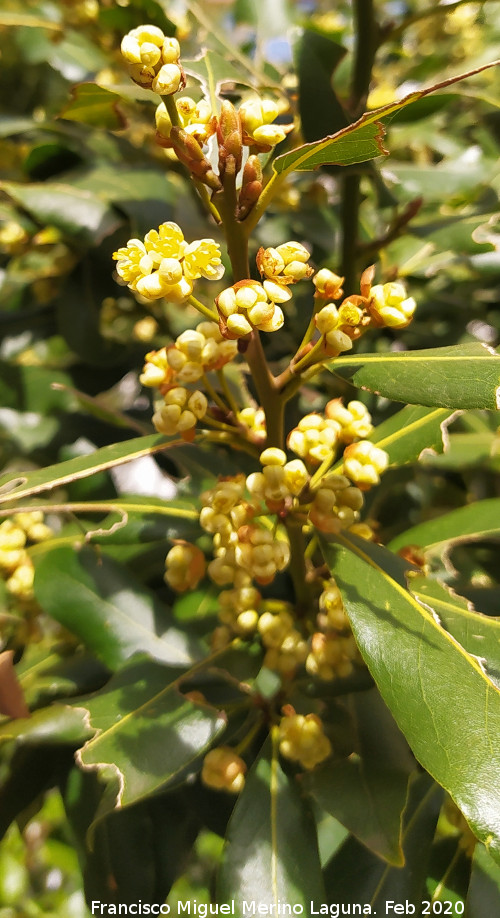 Laurel - Laurel. Flores. Navas de San Juan