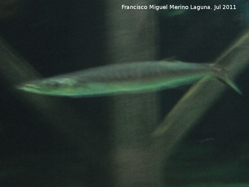 Pez Espet�n - Pez Espet�n. Valencia