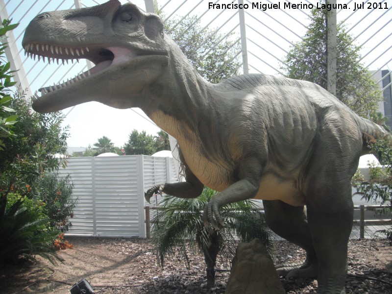 Alosaurio - Alosaurio. Valencia